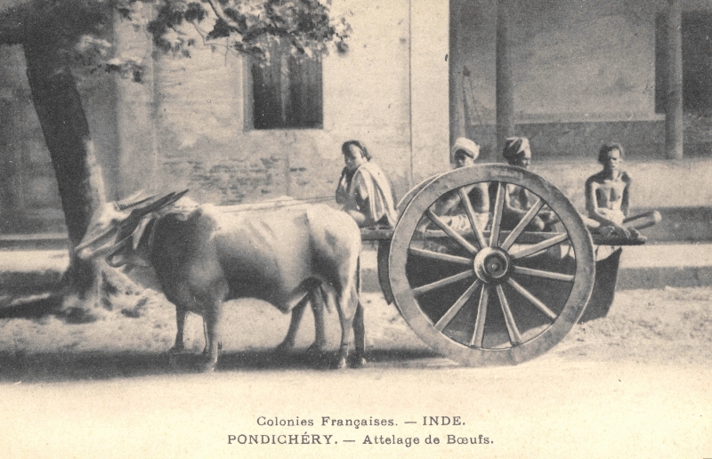 09-14 - Pondichery - attelage de boeufs